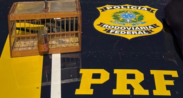 PRF flagra transporte ilegal de animais silvestres durante fiscalização em Caxias