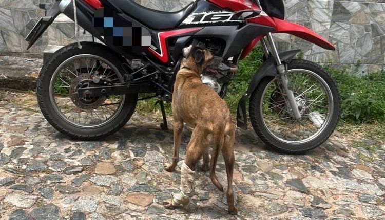 Maus-tratos (Foto: Divulgação)