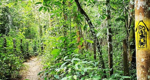 Brasil irá inaugurar Trilha Amazônia Atlântida na COP30