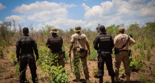 Operação Carcará VIII: PF elimina plantações de maconha e queima toneladas de drogas no Maranhão