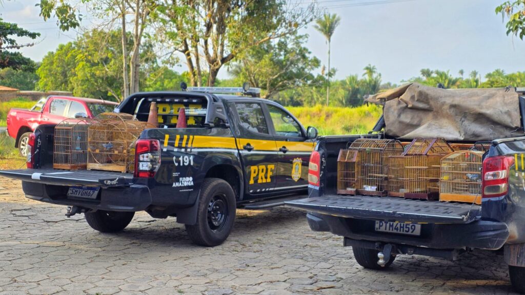 No Maranhão, operação da PRF combate crimes ambientais em dez municípios