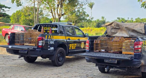 No Maranhão, operação da PRF combate crimes ambientais em dez municípios