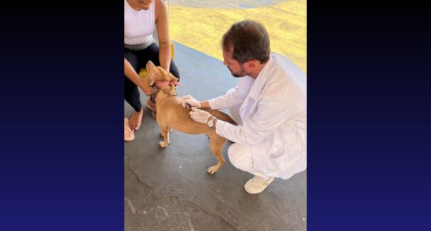 Outubro Rosa Pet conta com vacinação, feira de adoção e orientação sobre câncer de mama, nesta sexta-feira