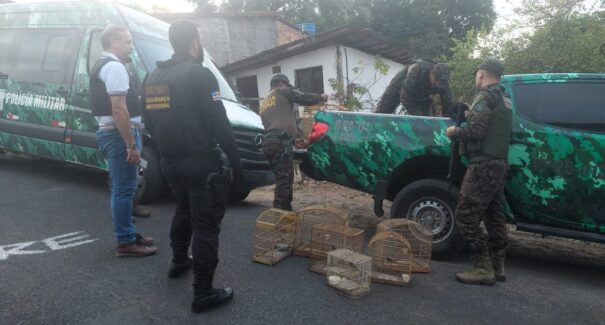 Operação Libertas resgata 51 aves mantidas ilegalmente em bairros de São Luís