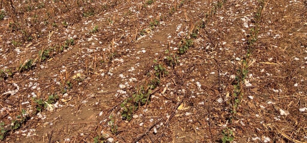 Aged autua fazenda em Balsas por descumprir período do vazio sanitário do algodão
