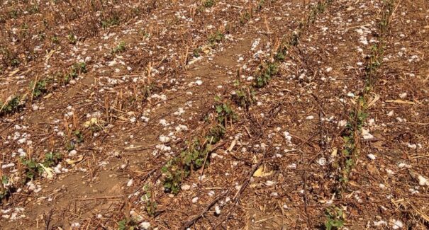 Aged autua fazenda em Balsas por descumprir período do vazio sanitário do algodão