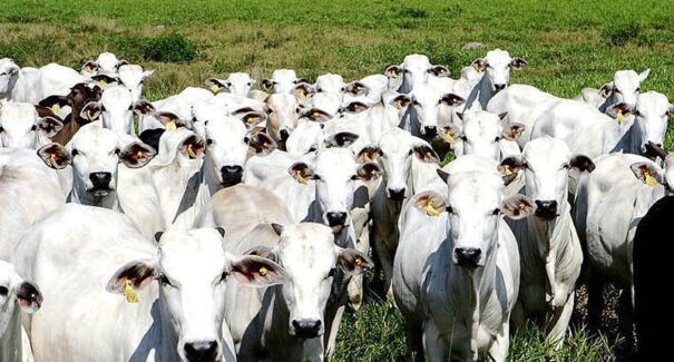 Exportação de carne bovina para os EUA reduz 58%