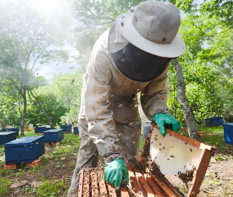 Segmento da agricultura registrou maior demanda de crédito do BNB no Maranhão em 2025, somando R$ 1,21 bilhões até setembro
(Foto: Fernando Cavalcante)