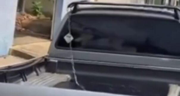 Vídeo: cachorro morre enforcado ao tentar pular de janela de carro em Imperatriz