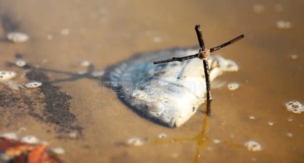 Centenas de peixes aparecem mortos em lago no Maranhão; autoridades investigam possíveis causas
