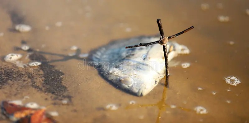 Centenas de peixes aparecem mortos em lago no Maranhão; autoridades investigam possíveis causas