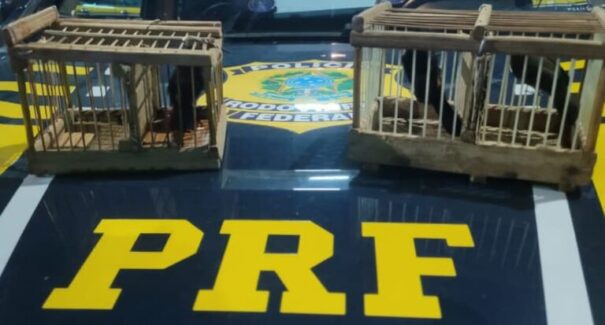 PRF realiza apreensões de aves silvestres na região de Bela Vista do Maranhão