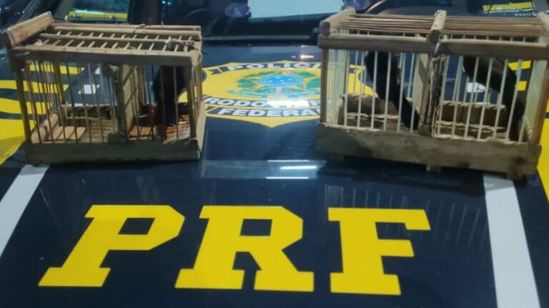 Durante a fiscalização, foram ouvidos sons de aves vindos da bagagem de mão de um passageiro. (Foto: Divulgação)