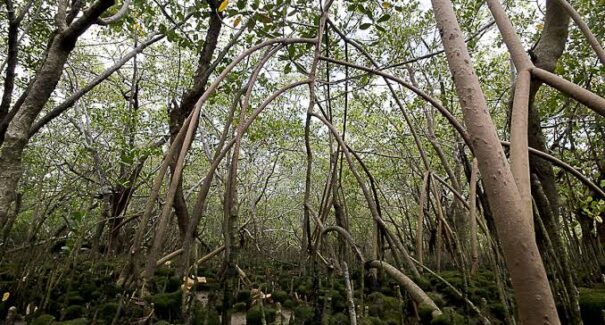 Imesc lança estudo sobre a importância ambiental e econômica dos manguezais da Ilha do Maranhão