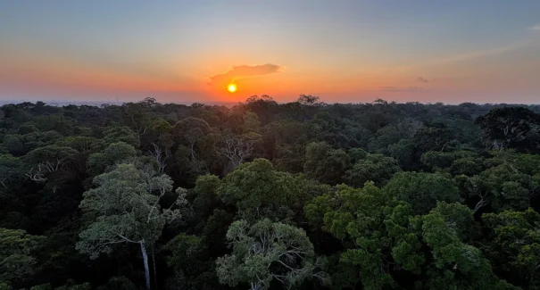 COP30:  Fundo Florestas Tropicais para Sempre alcança US$ 5,5 bilhões