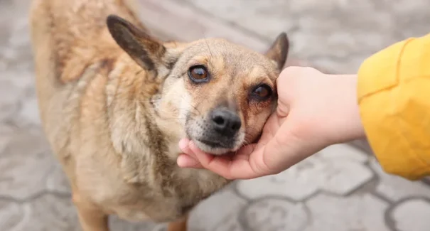 Promessa que alimenta: projeto Filhos de Lázaro arrecada doações e leva esperança a cães de rua neste Natal