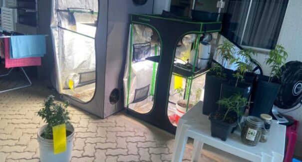 Polícia apreende estufas de maconha em condomínio de luxo em Imperatriz; uma pessoa foi presa