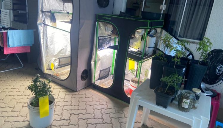 Os policiais localizaram diversas plantas com características semelhantes à maconha, acondicionadas em duas estufas (Foto: Divulgação/PC-MA)