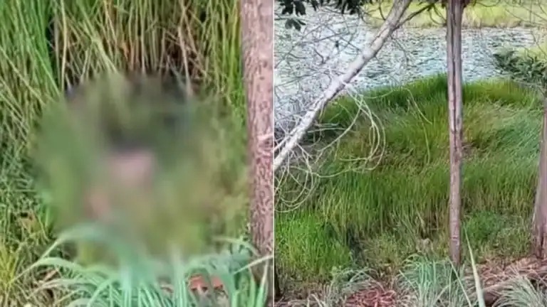 Uma cabeça humana, supostamente de um homem, foi encontrada na zona rural de Cidelândia (Foto: Reprodução)