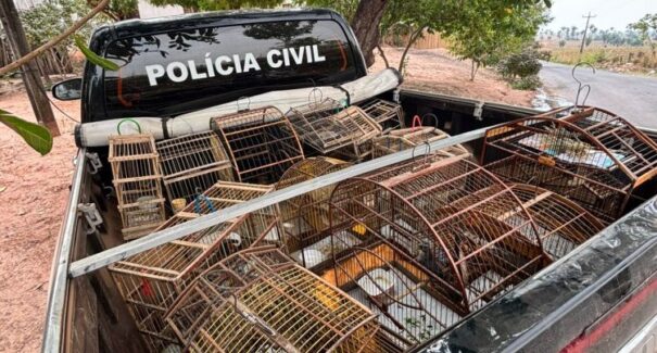 Operação prende suspeito por crime ambiental resgata aves silvestres no interior do Maranhão