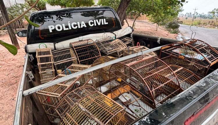(Foto: Divulgação/PC-MA)