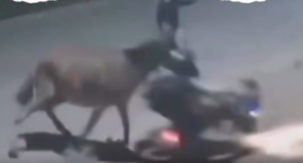 Vídeo: jumento é usado em assalto e vítima é derrubada de moto em Imperatriz