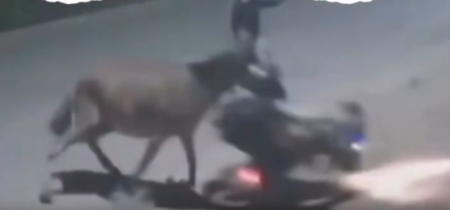 Vídeo: jumento é usado em assalto e vítima é derrubada de moto em Imperatriz