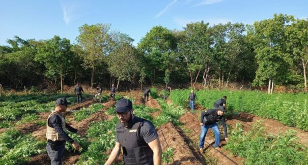 Operação interestadual descobre cultivo de maconha em São João dos Patos