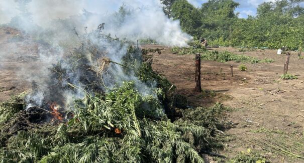 PF incinera 70 mil pés de maconha em terra indígena no Maranhão