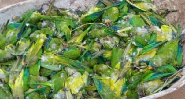 Queda de árvore mata mais de 350 periquitos no interior do Maranhão