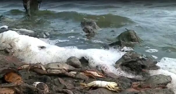 Dezenas de siris são encontrados mortos na Lagoa da Jansen em São Luís