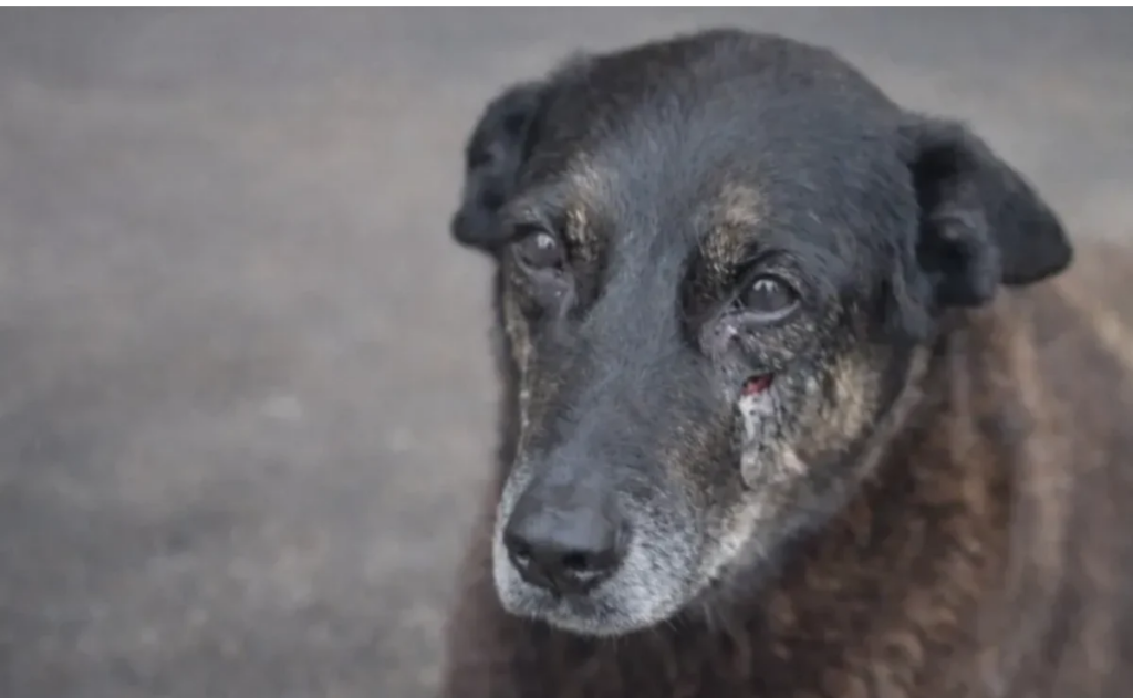 Cão Orelha: Polícia prepara estratégia para retorno de adolescentes suspeitos de tortura animal