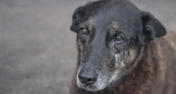 Cão Orelha: Polícia prepara estratégia para retorno de adolescentes suspeitos de tortura animal