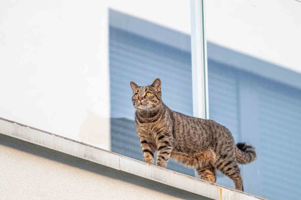 Condomínio é condenado a anular multa aplicada a moradora por causa de animal