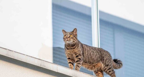 Condomínio é condenado a anular multa aplicada a moradora por causa de animal