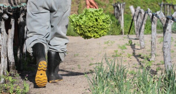 Crédito do Pronaf cresce 12,4% e soma R$ 10,7 bilhões em contratações da agricultura familiar em 2025