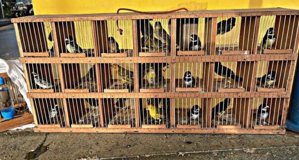 Polícia resgata 100 pássaros e prende suspeitos de tráfico de animais em Buriticupu