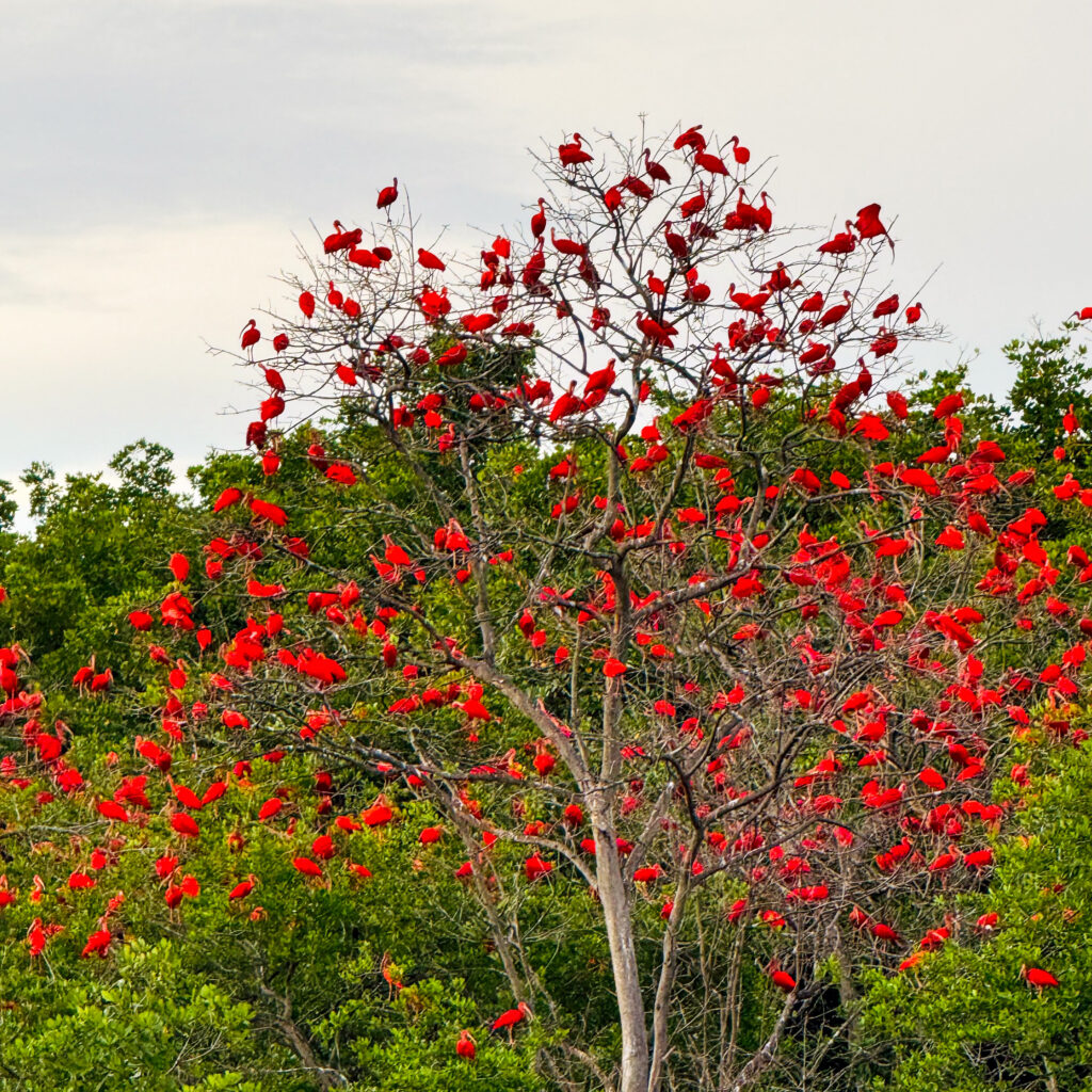 Revoada dos guarás é um dos momentos mais aguardados do entardecer no Delta do Parnaíba (Foto: Doriva Olliver)