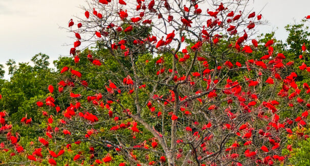 Redescobrindo o Delta do Parnaíba: passeio no Maranhão combina história e lado mais isolado do arquipélago
