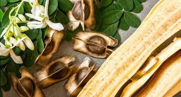 Estudo aponta nova aliada natural na remoção de microplásticos
