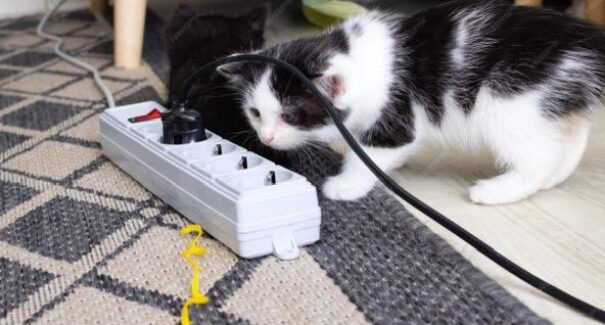 Especialista alerta para cuidados com energia elétrica para evitar acidentes com pets