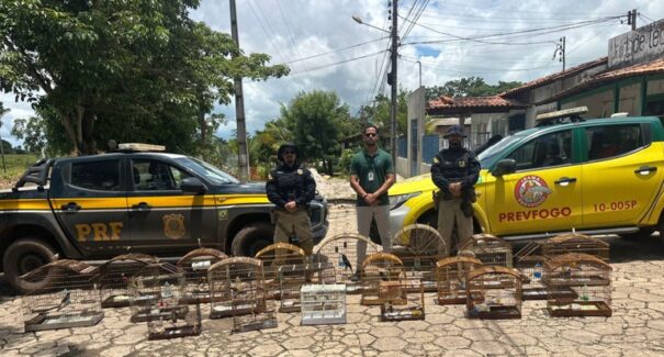 Operação da PRF em Santa Inês resgata 27 animais e prende 14 pessoas por crimes ambientais