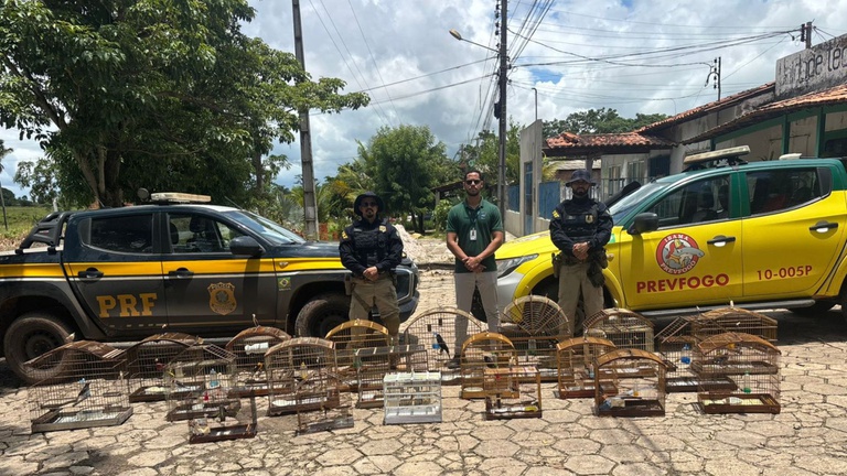 Operação Proteção Integral: PRF resgata 27 animais silvestres, apreende madeira ilegal e detém 14 pessoas no Maranhão
(Foto: Divulgação/PRF)