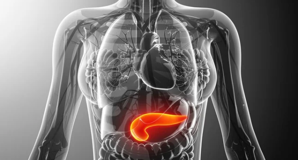 Saúde do pâncreas: ajustes na dieta e no estilo de vida previnem doenças graves