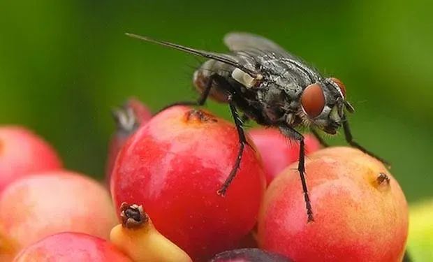 O problema costuma se intensificar em períodos de calor e chuvas (Foto: Reprodução)