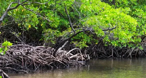 Brasil atualiza mapeamento de manguezais e lança Plano Clima