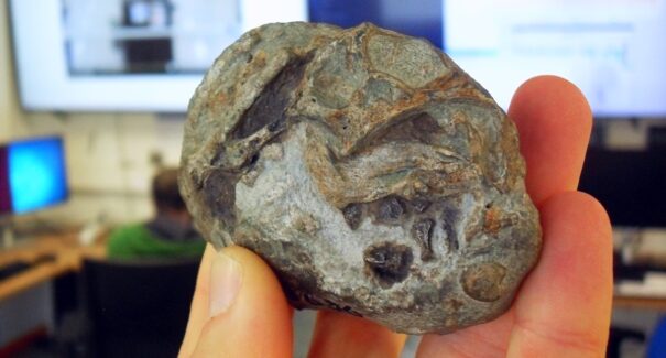 Estudo revela que ancestral de mamíferos de 250 milhões de anos botava ovos