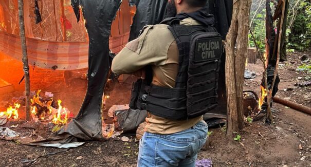 Operação destrói mais de 10 mil pés de maconha em Terra Indígena no Maranhão; uma pessoa foi presa