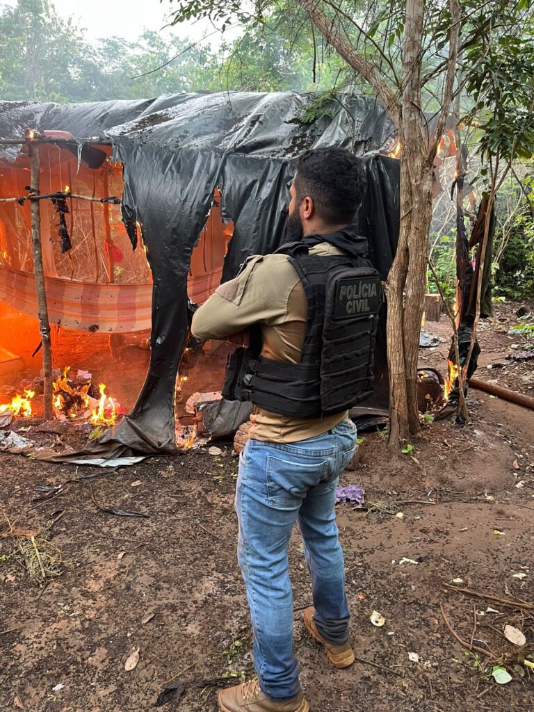 Forças de Segurança Pública erradicam mais de 10 mil pés de maconha em Grajaú (Foto: Divulgação)

