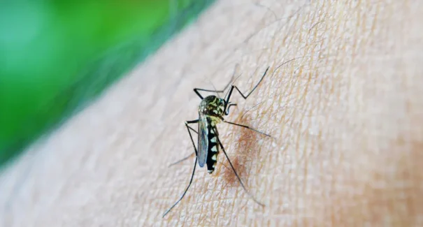 OMS: dengue é indicador da relação entre mudanças climáticas e arboviroses